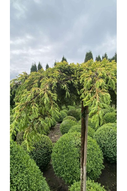 Ялівець звичайний Голдшатц - 10л/вис.65-75см/Ø40-50см/ШТАМБ 60см